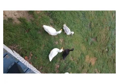 Two white male Pekin Ducks for FREE